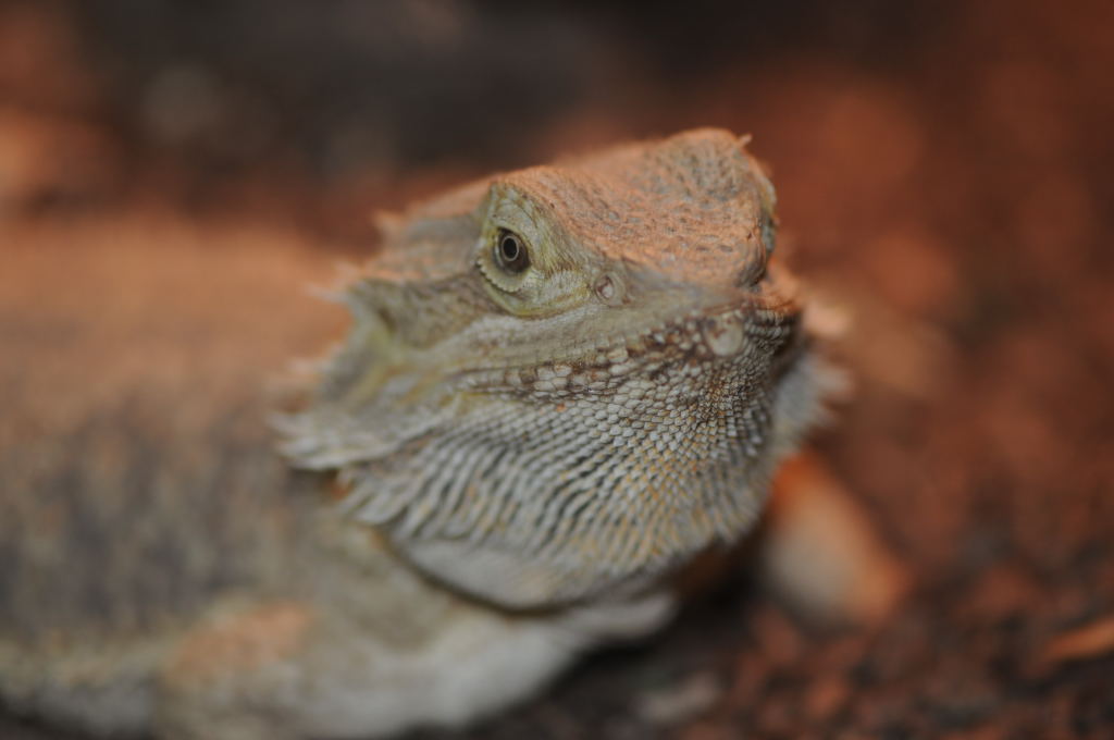 Bearded Dragons at Zookeeper Exotics