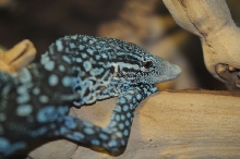 Blue Monitor at Zookeeper Exotics