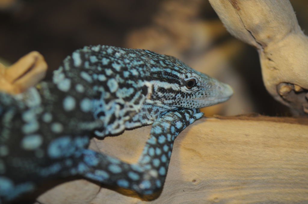 Blue Monitor at Zookeeper Exotics