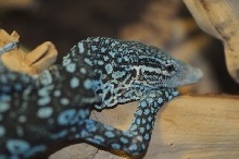 Blue Monitor at Zookeeper Exotics