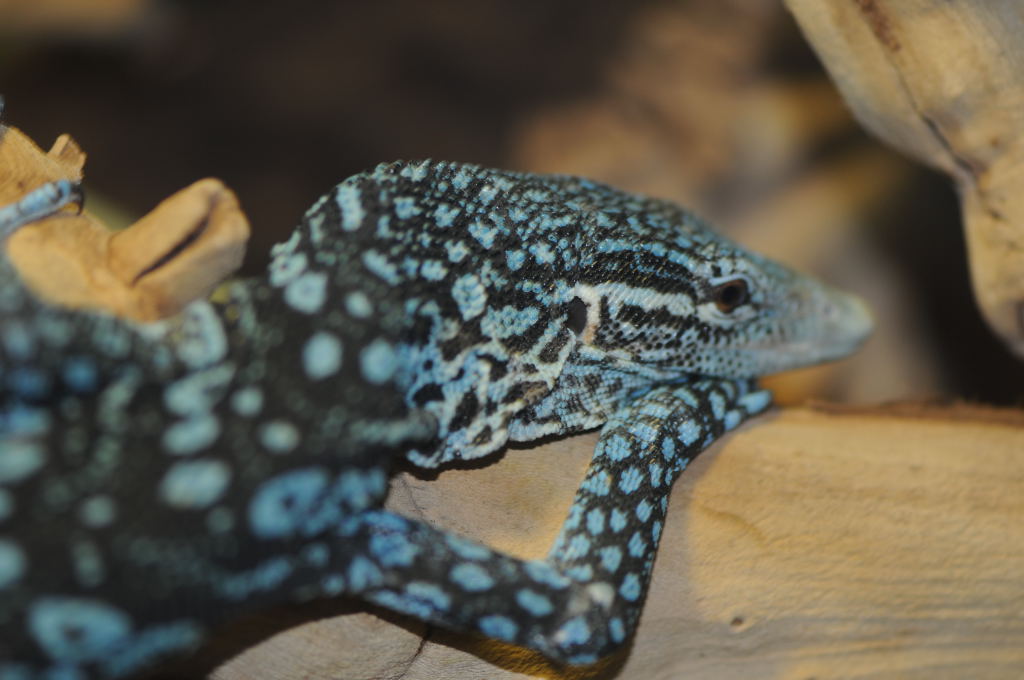 Blue Monitor at Zookeeper Exotics