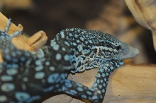 Blue Monitor at Zookeeper Exotics