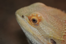 Bearded Dragons at Zookeeper Exotics