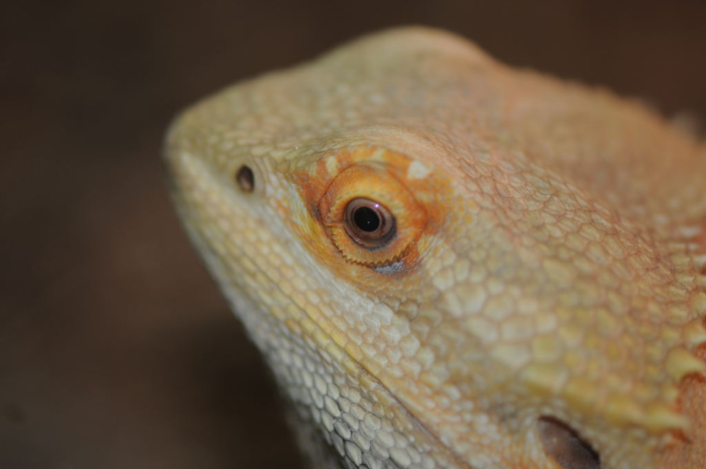 Bearded Dragons at Zookeeper Exotics