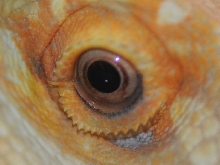 Bearded Dragons at Zookeeper Exotics