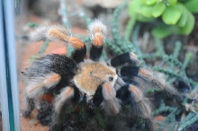 Tarantulas at Zookeeper Exotics