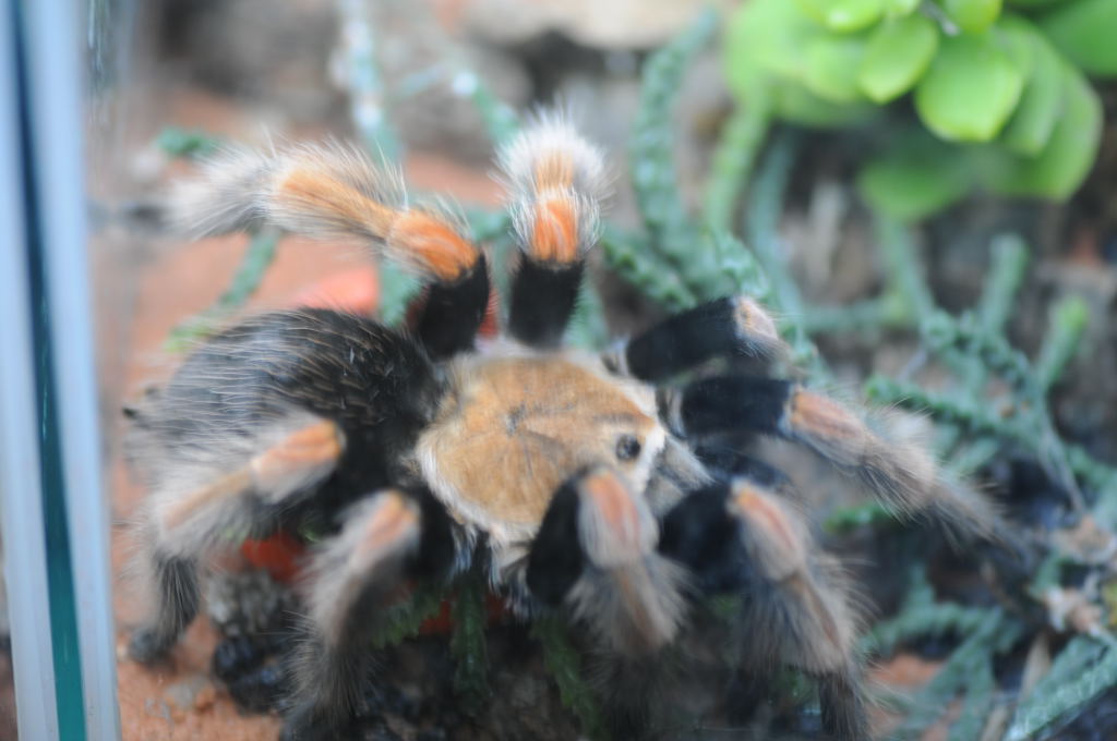 Tarantulas at Zookeeper Exotics