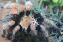 Tarantulas at Zookeeper Exotics