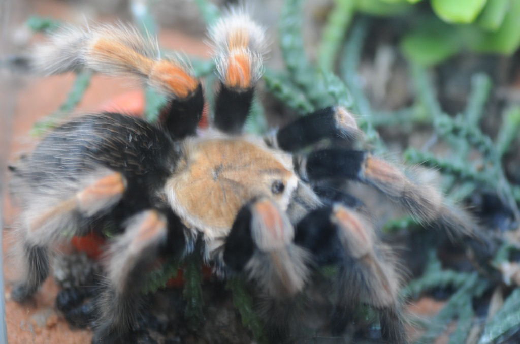 Tarantulas at Zookeeper Exotics