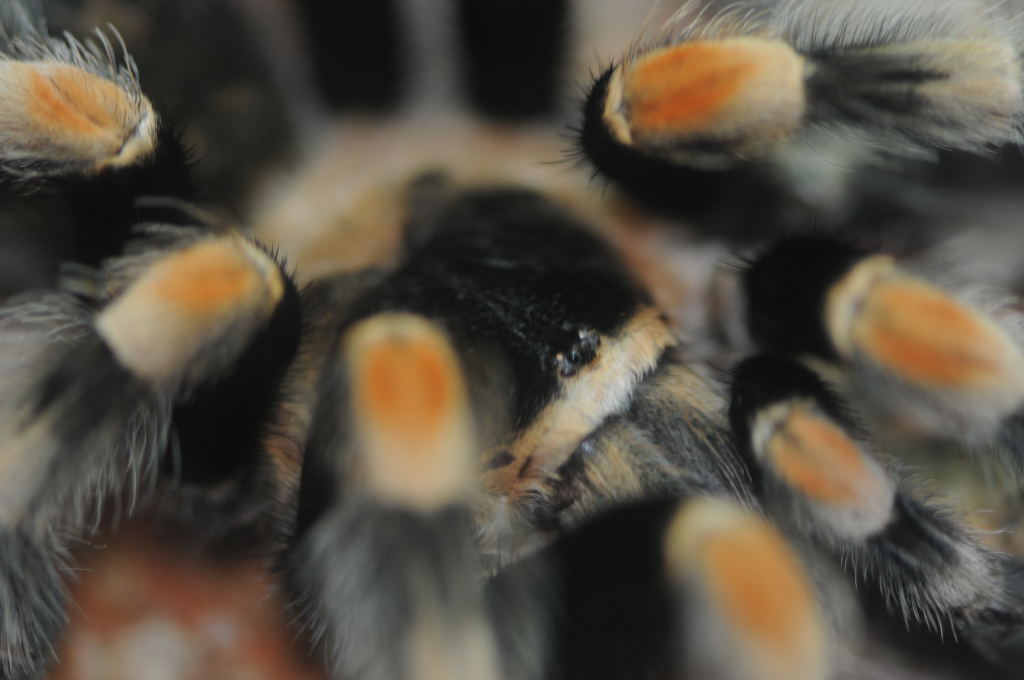 Tarantulas at Zookeeper Exotics
