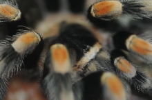 Tarantulas at Zookeeper Exotics