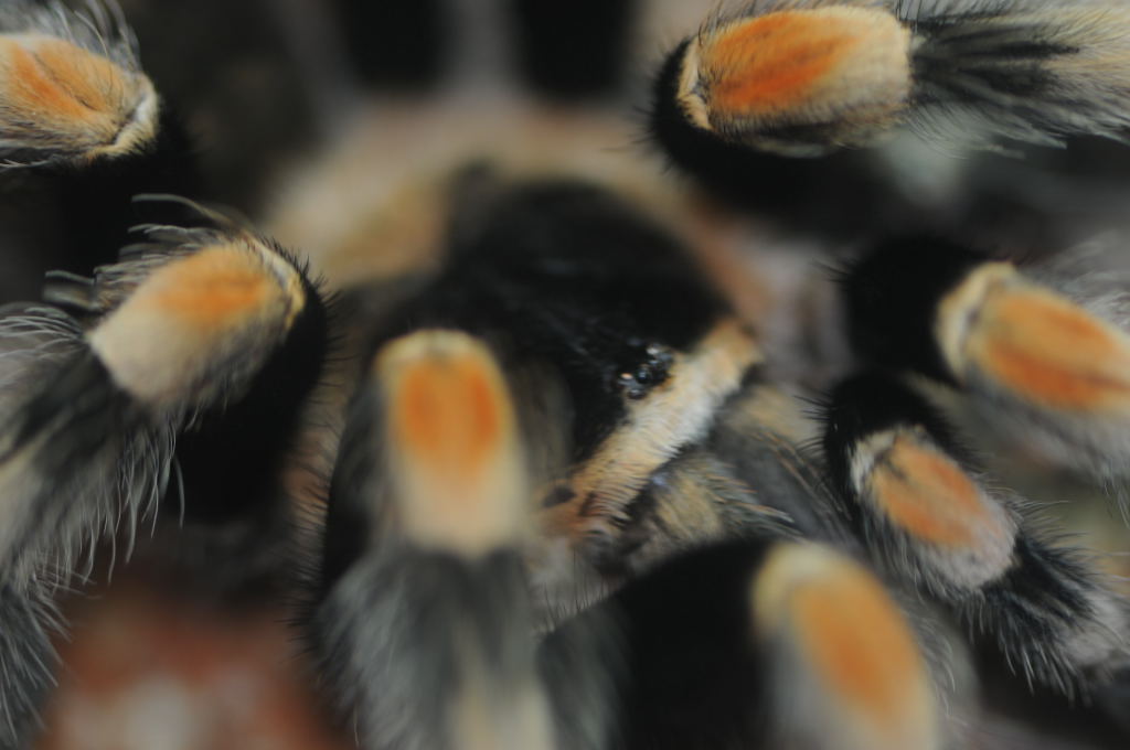 Tarantulas at Zookeeper Exotics