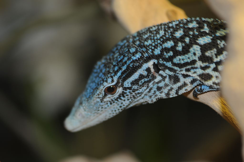 Blue Monitor at Zookeeper Exotics