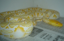 albino