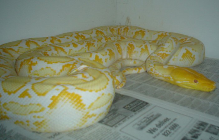albino