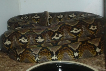 sulawesi