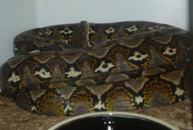 sulawesi