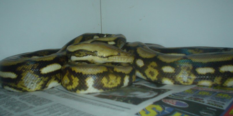 tiger het2