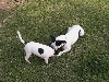 Pepper & Violet Sniff