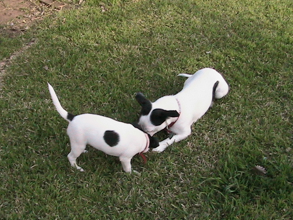 Pepper & Violet Sniff