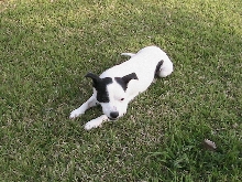 Pepper1