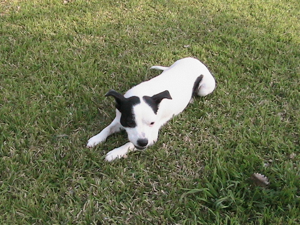 Pepper1