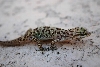 Gecko 1
