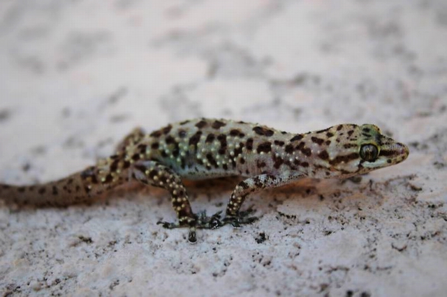 Gecko 1