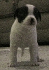 Violet(Number3,Pepper Jr.)