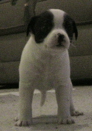 Violet(Number3,Pepper Jr.)