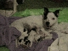 Mix and newborn pups