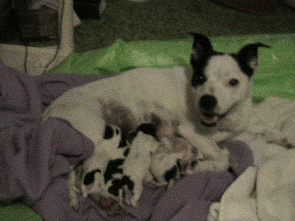 Mix and newborn pups