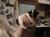 Firstborn Puppy