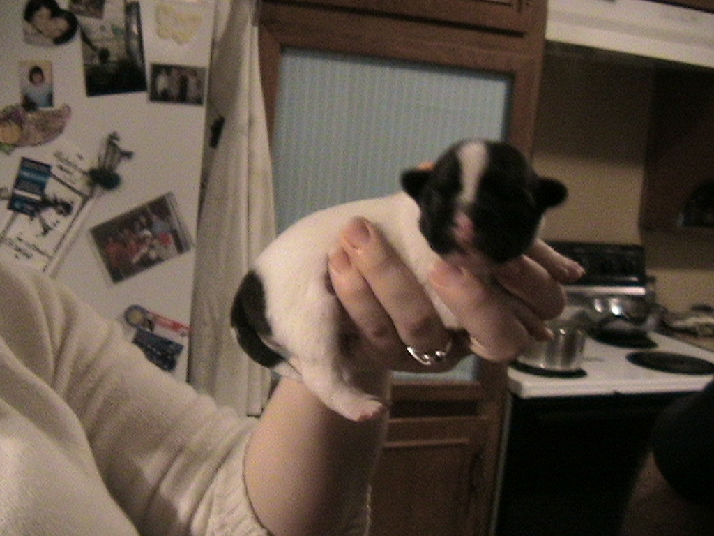 Firstborn Puppy