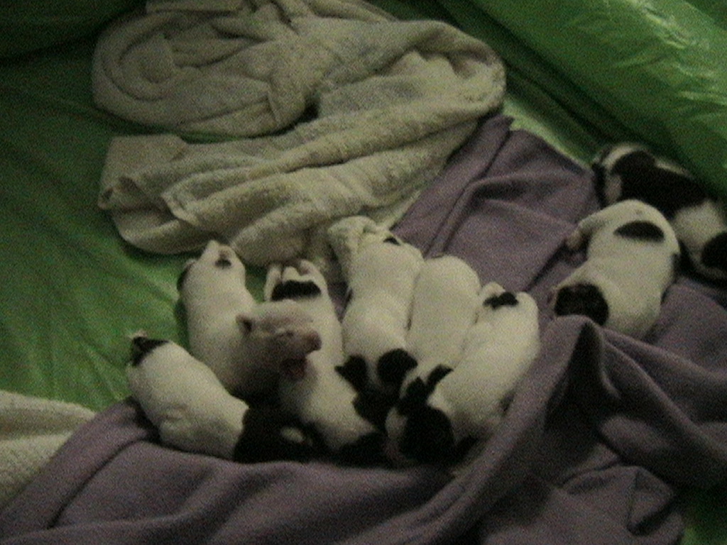 Puppy