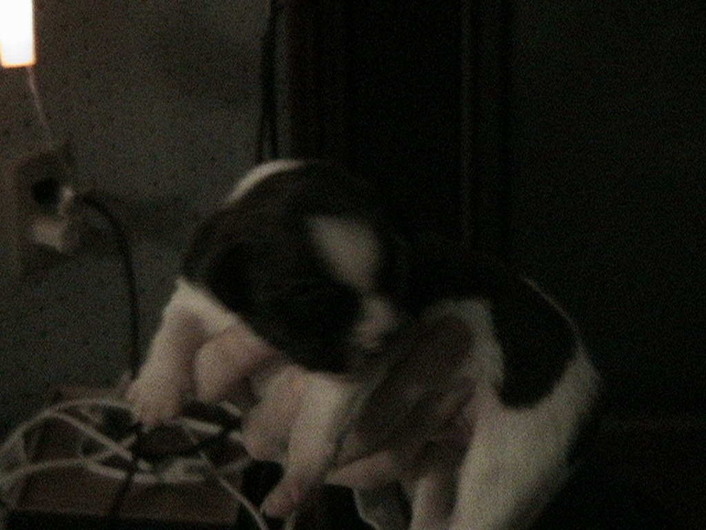 Puppy Photo2