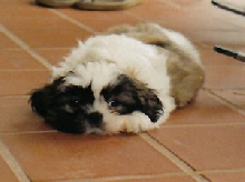 Gibby- puppy
