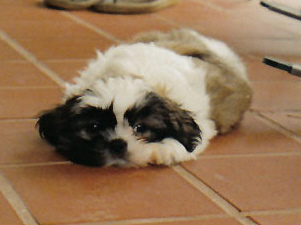Gibby- puppy