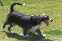 Oscar
