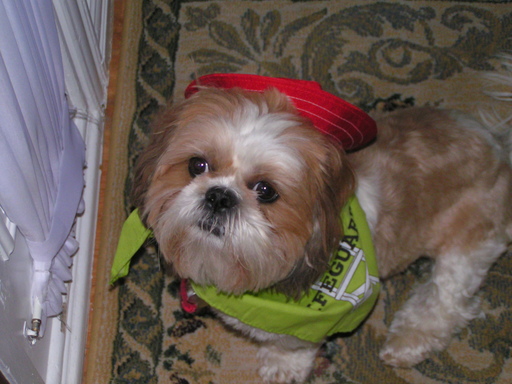 All Dressed up