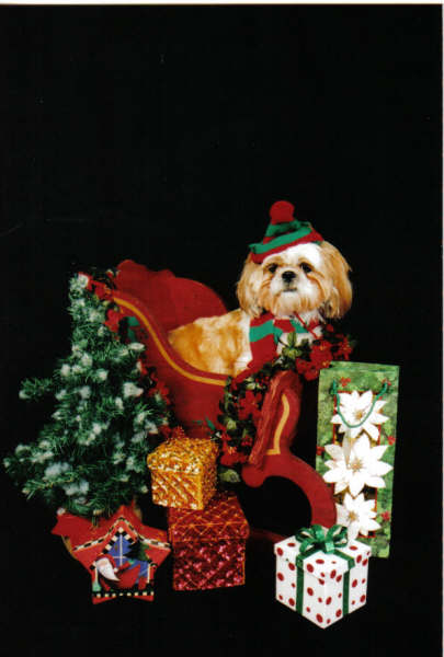 Daisy's ready for Christmas!
