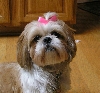 Daisy gets a haircut!