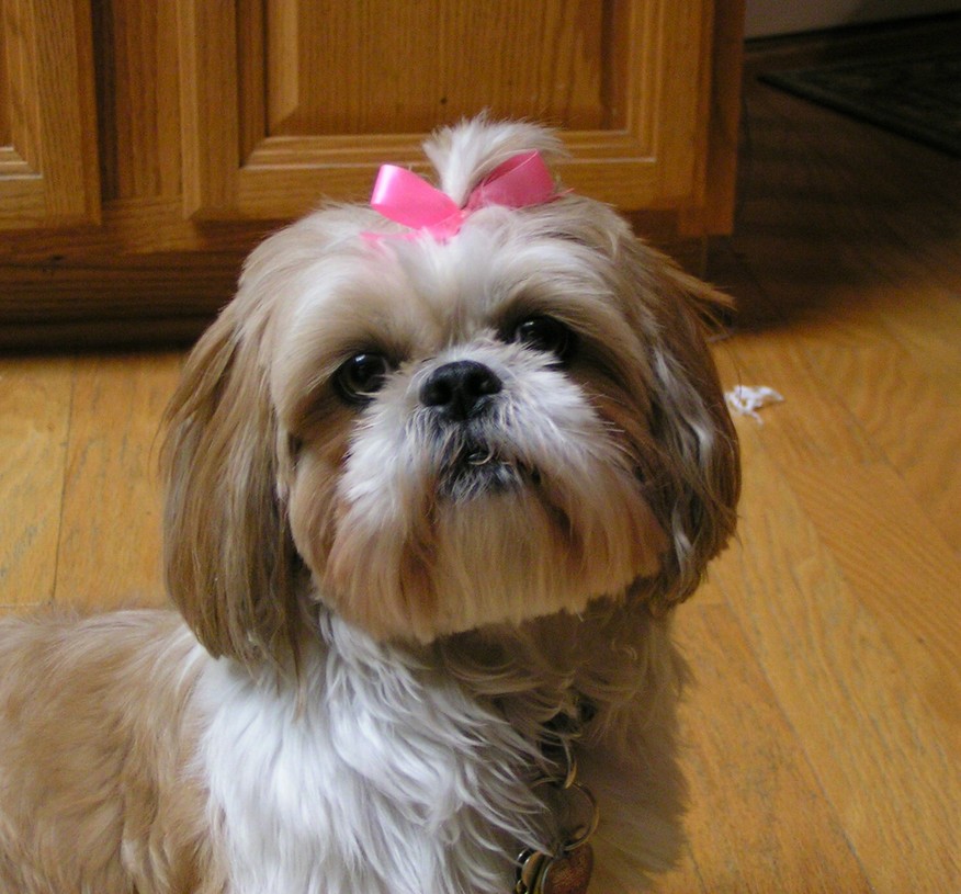 Daisy gets a haircut!