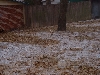 Daisy runs in the snow