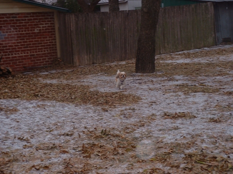 Daisy runs in the snow