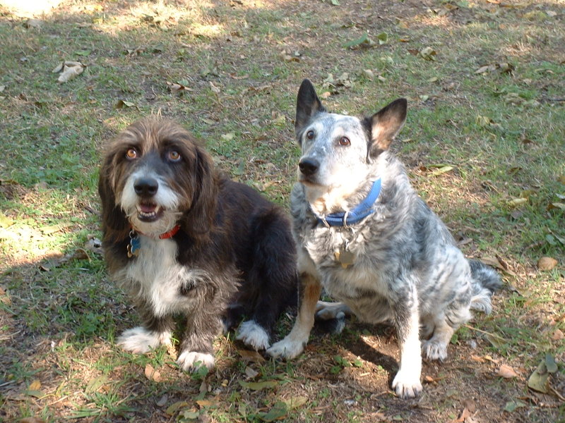 Sage and Oscar