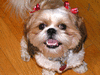 Daisy the shih-tzu