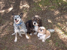 The "gang"