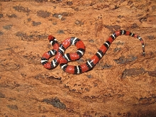 '07 male Scarlet