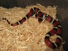 WC  Richmond Co. Scarlet Female